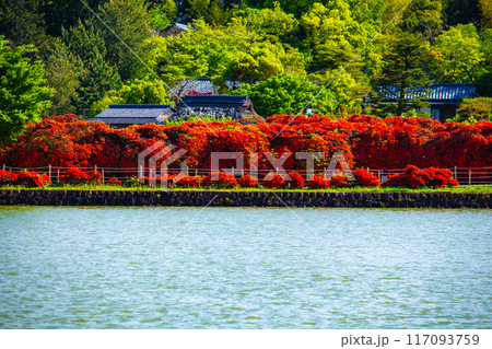 【京都風景】長岡天満宮 赤く染まる絶景のキリシマツツジ 【京都風景】長岡天満宮 赤く染まる絶景のキリシマツツジ 117093759
