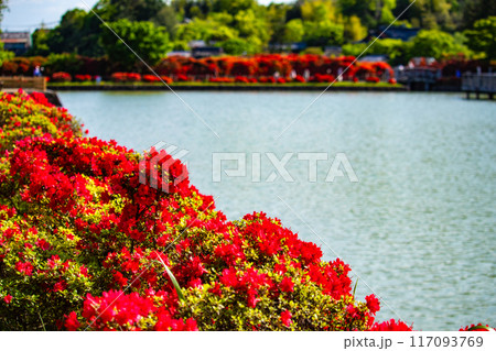 【京都風景】長岡天満宮 赤く染まる絶景のキリシマツツジ 【京都風景】長岡天満宮 赤く染まる絶景のキリシマツツジ 117093769