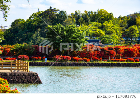 【京都風景】長岡天満宮　赤く染まる絶景のキリシマツツジ 117093776