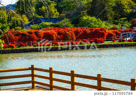 【京都風景】長岡天満宮 赤く染まる絶景のキリシマツツジ 【京都風景】長岡天満宮 赤く染まる絶景のキリシマツツジ 117093784