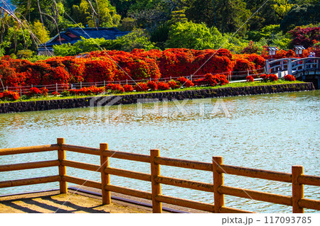 【京都風景】長岡天満宮 赤く染まる絶景のキリシマツツジ 【京都風景】長岡天満宮 赤く染まる絶景のキリシマツツジ 117093785