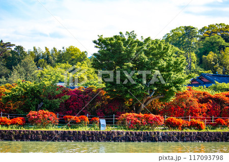 【京都風景】長岡天満宮 赤く染まる絶景のキリシマツツジ 【京都風景】長岡天満宮 赤く染まる絶景のキリシマツツジ 117093798