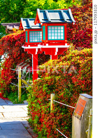 【京都風景】長岡天満宮 赤く染まる絶景のキリシマツツジ 【京都風景】長岡天満宮 赤く染まる絶景のキリシマツツジ 117093810