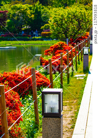 【京都風景】長岡天満宮　赤く染まる絶景のキリシマツツジ 117093818