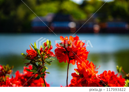 【京都風景】長岡天満宮 赤く染まる絶景のキリシマツツジ 【京都風景】長岡天満宮 赤く染まる絶景のキリシマツツジ 117093822