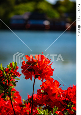【京都風景】長岡天満宮　赤く染まる絶景のキリシマツツジ 117093823