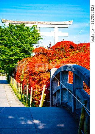 【京都風景】長岡天満宮 赤く染まる絶景のキリシマツツジ 【京都風景】長岡天満宮 赤く染まる絶景のキリシマツツジ 117093828