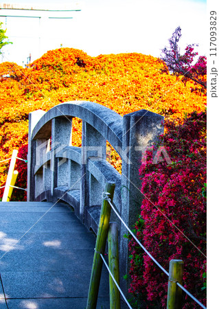 【京都風景】長岡天満宮 赤く染まる絶景のキリシマツツジ 【京都風景】長岡天満宮 赤く染まる絶景のキリシマツツジ 117093829