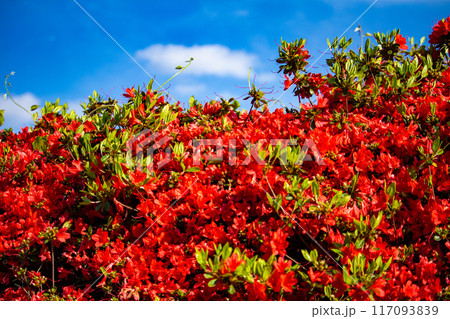 【京都風景】長岡天満宮　赤く染まる絶景のキリシマツツジ 117093839