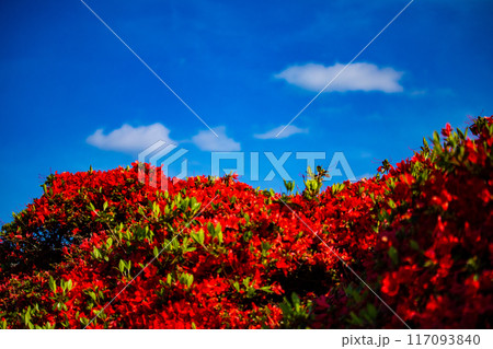 【京都風景】長岡天満宮 赤く染まる絶景のキリシマツツジ 【京都風景】長岡天満宮 赤く染まる絶景のキリシマツツジ 117093840