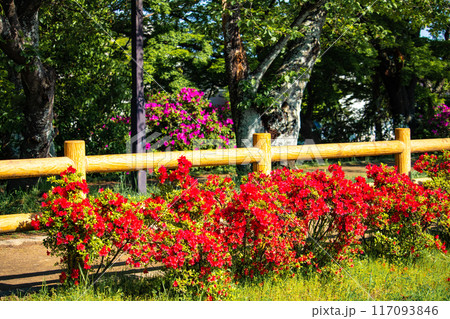 【京都風景】長岡天満宮　赤く染まる絶景のキリシマツツジ 117093846