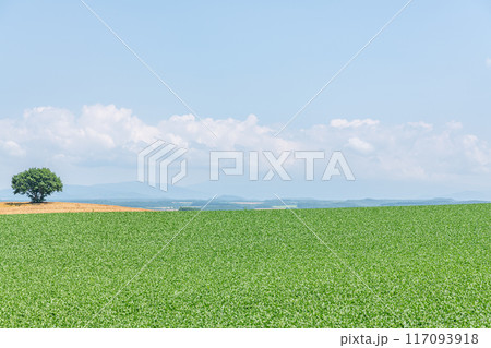北海道某所　農地に立つ一本の木 117093918