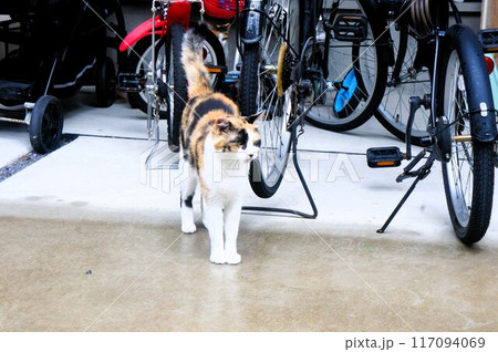 帰りを待っている猫 帰りを待っている猫 117094069
