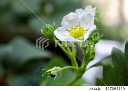 家庭菜園 白い苺の花 家庭菜園 白い苺の花 117094169