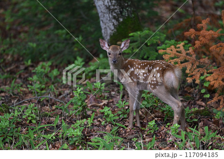 エゾシカ91(北海道) エゾシカ91(北海道) 117094185