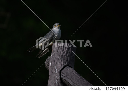 ツツドリ④(北海道) ツツドリ④(北海道) 117094199