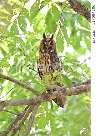 トラフズク63（北海道） 117094206