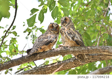 トラフズク68（北海道） 117094218