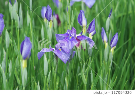 菖蒲園に咲く紫色の花菖蒲【相模原公園:緑背景】 菖蒲園に咲く紫色の花菖蒲【相模原公園:緑背景】 117094320