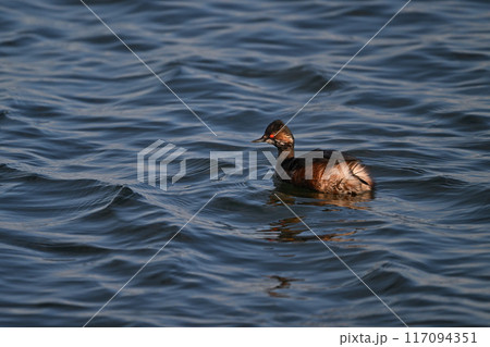 ハジロカイツブリ⑪(北海道) ハジロカイツブリ⑪(北海道) 117094351