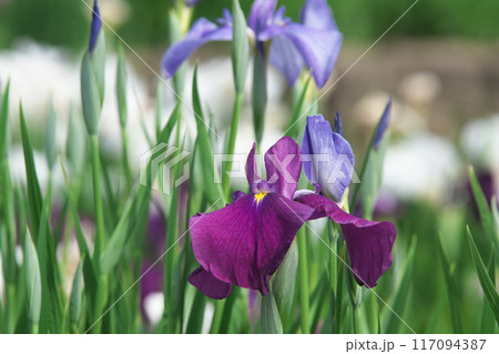 菖蒲園に咲く紫色の花菖蒲【相模原公園:花背景】 菖蒲園に咲く紫色の花菖蒲【相模原公園:花背景】 117094387