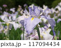 菖蒲園に咲く紫色の花菖蒲【相模原公園：花背景】 117094434