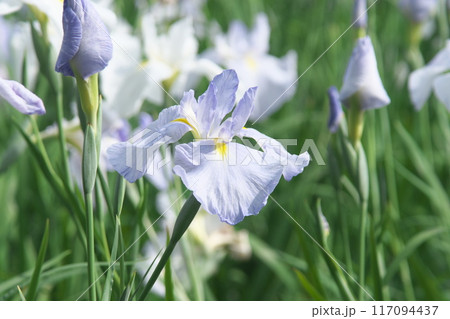 菖蒲園に咲く紫色の花菖蒲【相模原公園:緑背景】 菖蒲園に咲く紫色の花菖蒲【相模原公園:緑背景】 117094437
