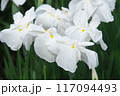 菖蒲園に咲く白い花菖蒲【相模原公園：花背景】 117094493