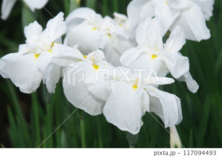 菖蒲園に咲く白い花菖蒲【相模原公園:花背景】 菖蒲園に咲く白い花菖蒲【相模原公園:花背景】 117094493