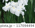 菖蒲園に咲く白い花菖蒲【相模原公園：花背景】 117094494