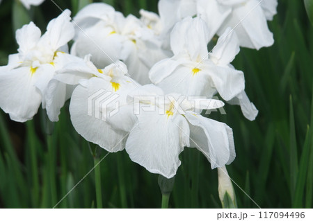 菖蒲園に咲く白い花菖蒲【相模原公園:花背景】 菖蒲園に咲く白い花菖蒲【相模原公園:花背景】 117094496
