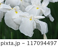 菖蒲園に咲く白い花菖蒲クローズアップ【相模原公園：花背景】 117094497