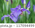 菖蒲園に咲く紫色の花菖蒲【相模原公園：緑背景】 117094499