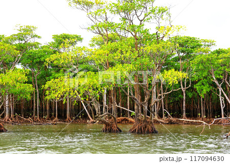 仲間川クルージング 仲間川クルージング 117094630