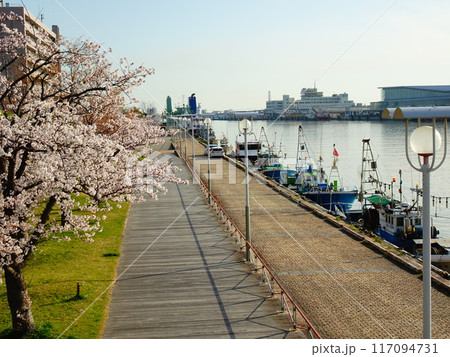 新潟県新潟市 信濃川河川敷に咲く桜と街並み 117094731