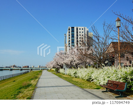 新潟県新潟市 信濃川河川敷に咲く桜と街並み 117094749