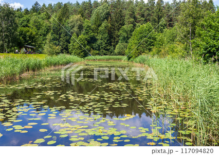 Landscape of forest and river on a sunny summer day  117094820
