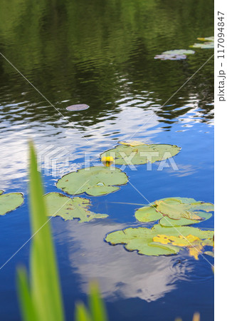 Landscape of forest and river on a sunny summer day Landscape of forest and river on a sunny summer day 117094847