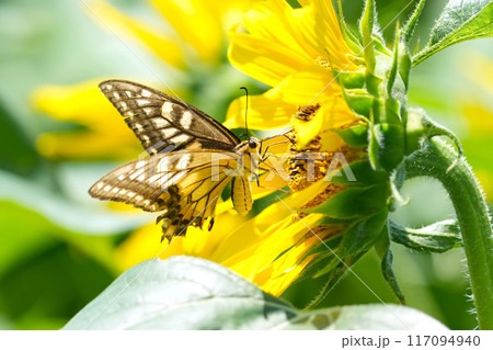 ひまわり 117094940