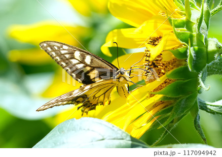 ひまわり 117094942