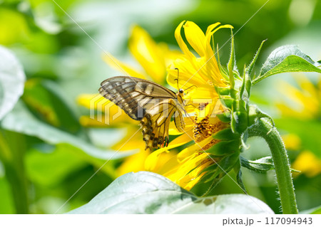 ひまわり 117094943