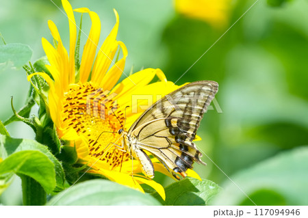 ひまわり 117094946