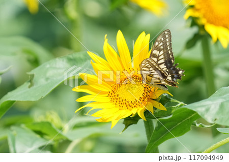 ひまわり 117094949
