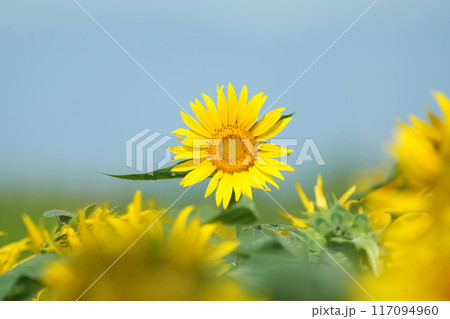 ひまわり 117094960