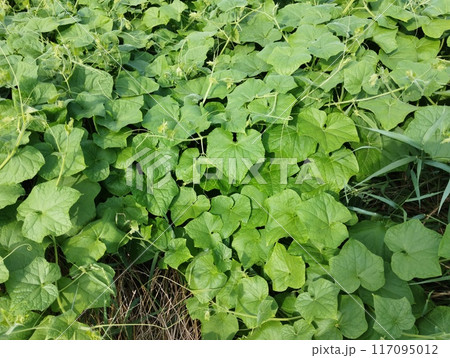 アレチウリ アレチウリ 117095012