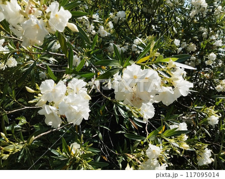 キョウチクトウ キョウチクトウ 117095014