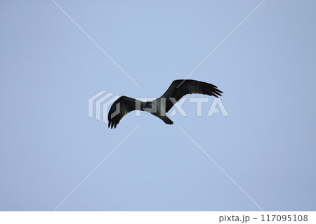 大牟田市　三池港　飛翔するミサゴ、 117095108