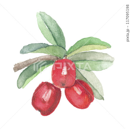 水彩で描いたアセロラ 水彩で描いたアセロラ 117095198