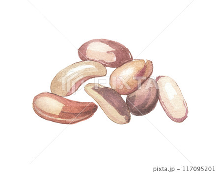 水彩で描いたブラジルナッツ 水彩で描いたブラジルナッツ 117095201