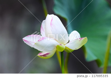 蓮の花 蓮の花 117095335
